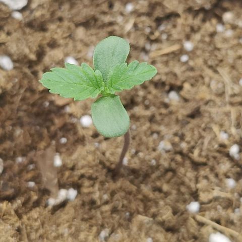 Midwest Widow growlog timeline photo