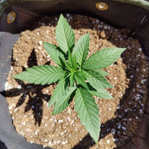 Durban Sunrise growlog timeline photo