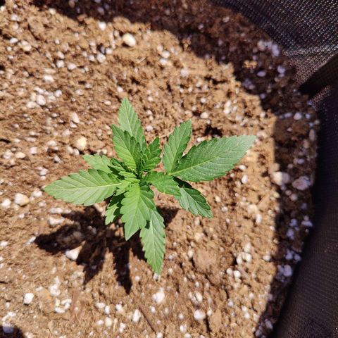 Maple Bar  growlog timeline photo