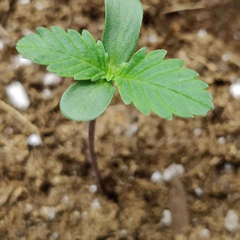 Midwest Widow growlog timeline photo