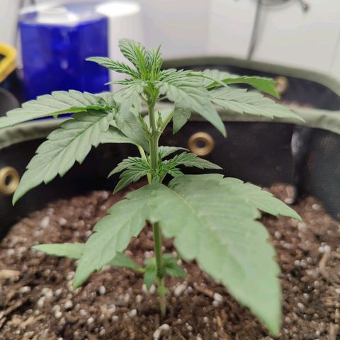 Durban Sunrise growlog timeline photo