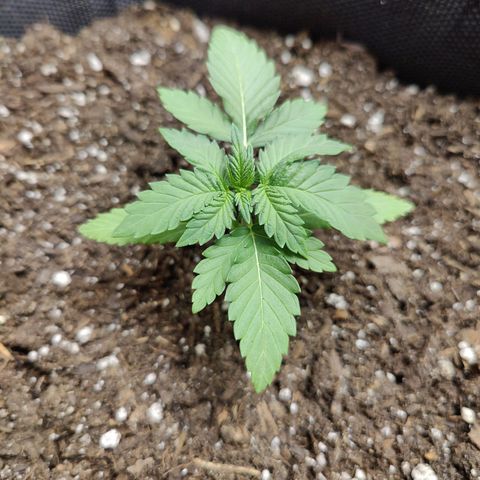 Maple Bar  growlog timeline photo