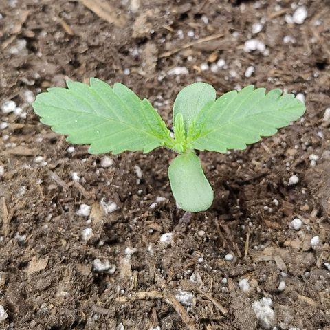 Midwest Widow growlog timeline photo