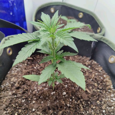 Durban Sunrise growlog timeline photo