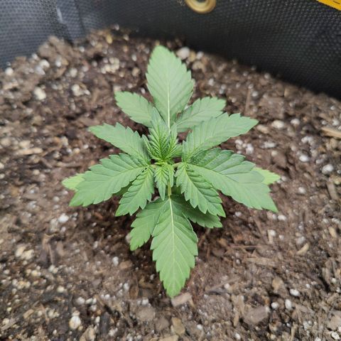 Maple Bar  growlog timeline photo