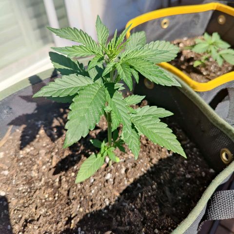 Durban Sunrise growlog timeline photo