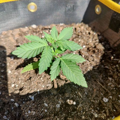 Maple Bar  growlog timeline photo