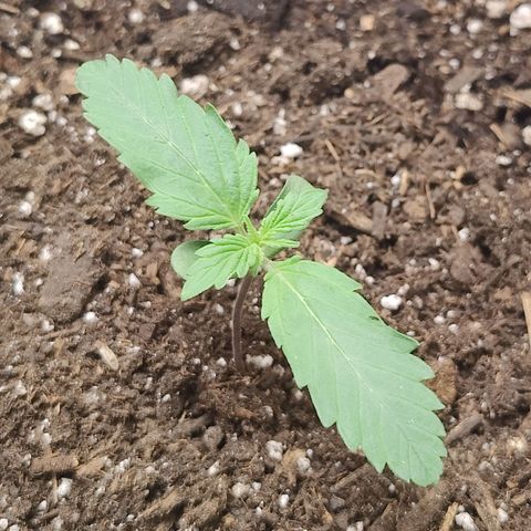 Midwest Widow growlog timeline photo
