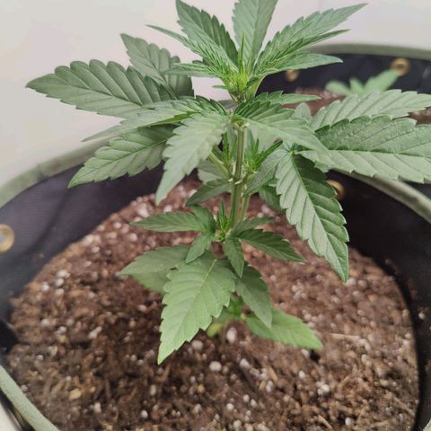 Durban Sunrise growlog timeline photo
