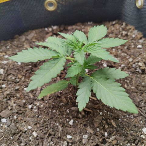 Maple Bar  growlog timeline photo