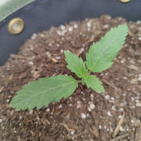 Midwest Widow growlog timeline photo