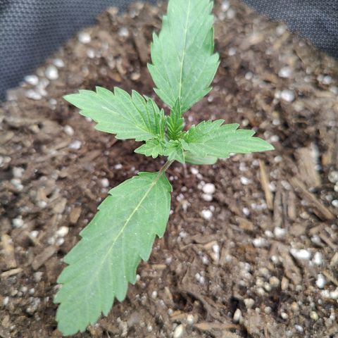 Midwest Widow growlog photo: Self topping?