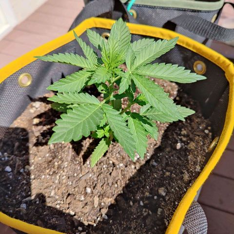 Maple Bar  growlog timeline photo