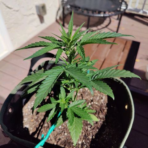 Durban Sunrise growlog timeline photo