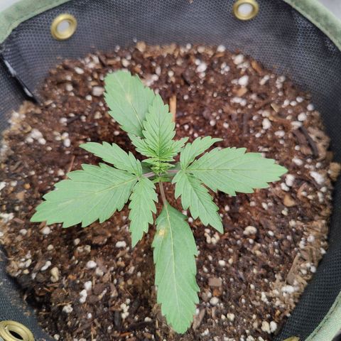 Midwest Widow growlog timeline photo