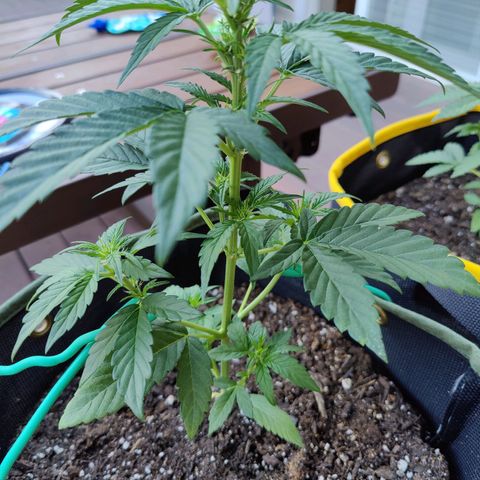 Durban Sunrise growlog timeline photo