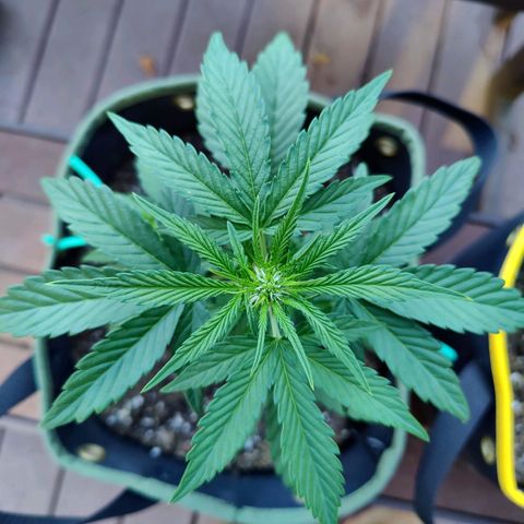 Durban Sunrise growlog timeline photo