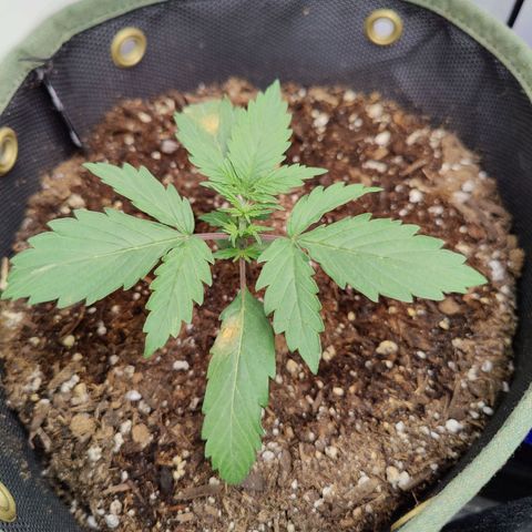 Midwest Widow growlog timeline photo