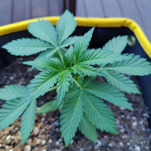 Maple Bar  growlog timeline photo