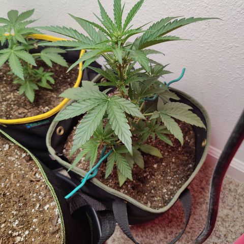 Durban Sunrise growlog timeline photo