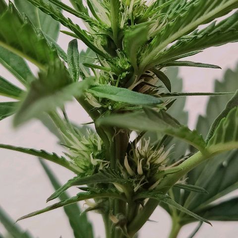 Durban Sunrise growlog timeline photo