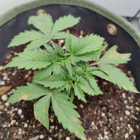 Midwest Widow growlog photo: Fixed whatever issues caused the screwed up leaves by beginning feeding already