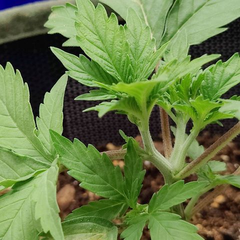 Midwest Widow growlog photo: The plant crazily self topped into 3 branches