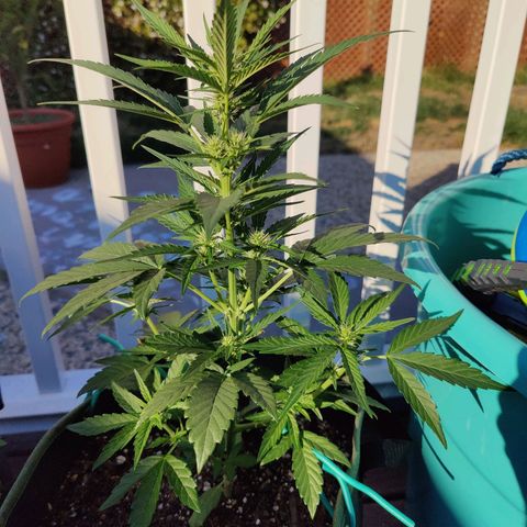 Durban Sunrise growlog timeline photo
