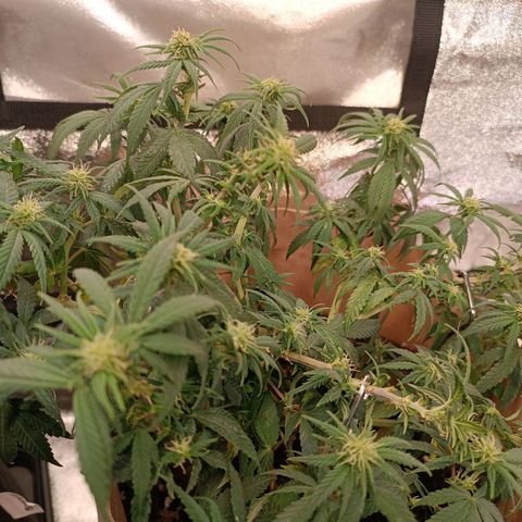 Acapulco Gold growlog timeline photo