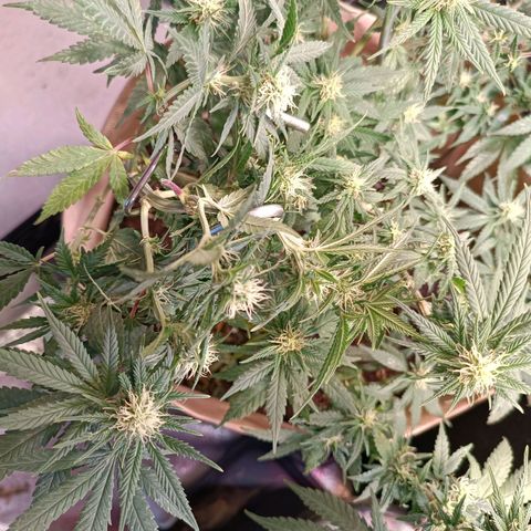 Acapulco Gold growlog timeline photo