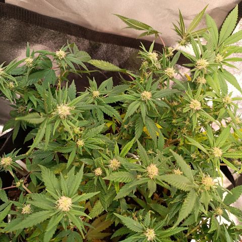 Acapulco Gold growlog timeline photo