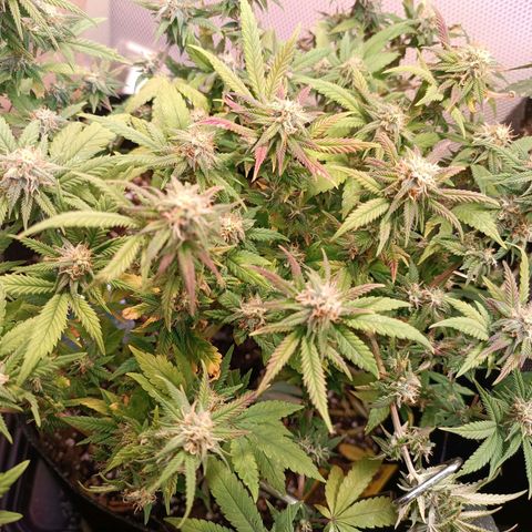Acapulco Gold growlog timeline photo