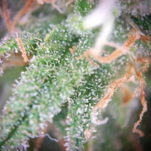 Acapulco Gold growlog timeline photo