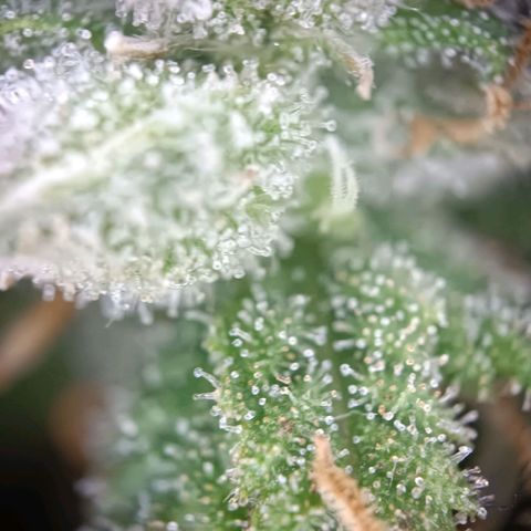 Acapulco Gold growlog timeline photo