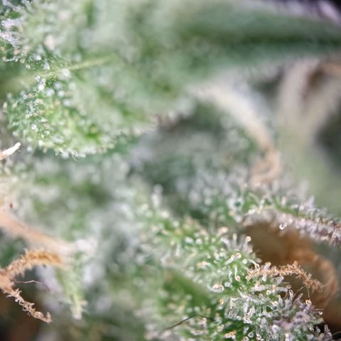 Acapulco Gold growlog timeline photo