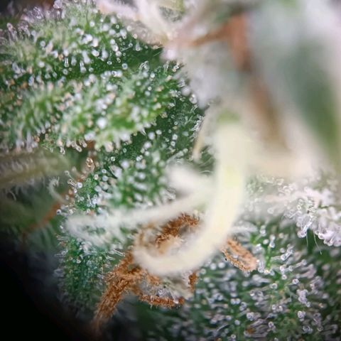 Acapulco Gold growlog timeline photo