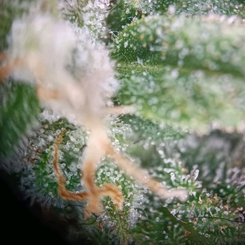 Acapulco Gold growlog timeline photo