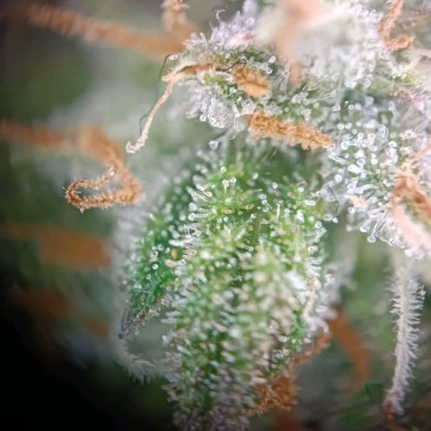 Acapulco Gold growlog timeline photo