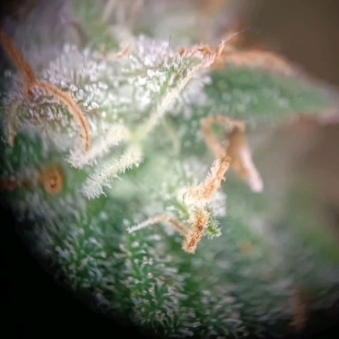 Acapulco Gold growlog timeline photo