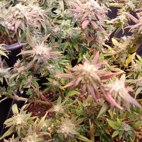 Acapulco Gold growlog timeline photo