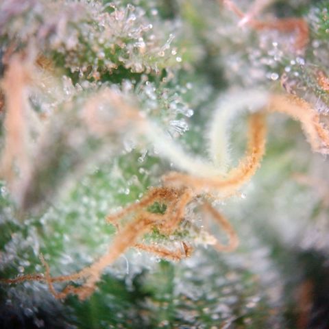 Acapulco Gold growlog timeline photo
