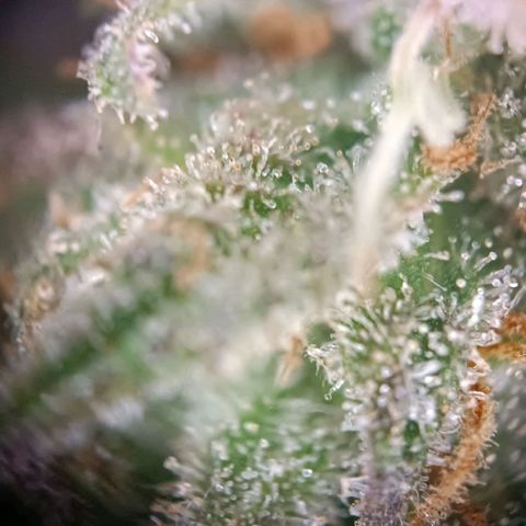 Acapulco Gold growlog timeline photo