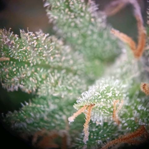 Acapulco Gold growlog timeline photo