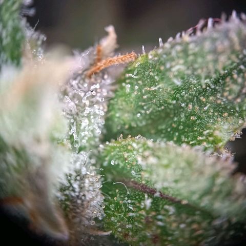 Acapulco Gold growlog timeline photo