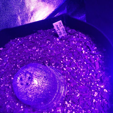 Red Super Skunk growlog timeline photo