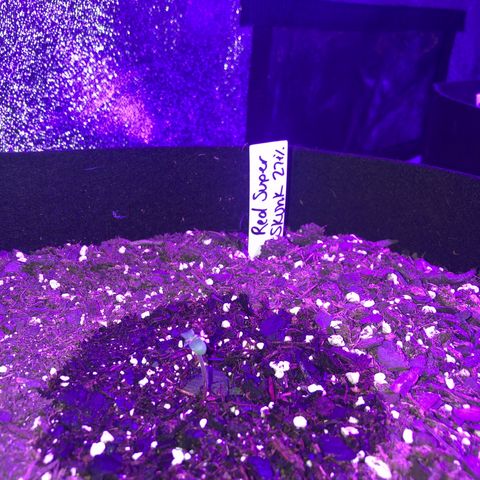 Red Super Skunk growlog timeline photo
