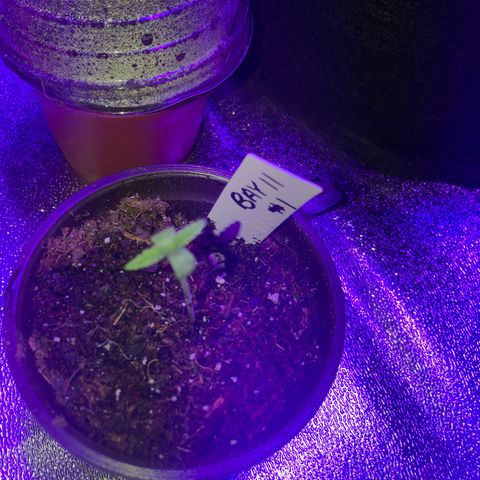 Bay 11 #1 growlog timeline photo