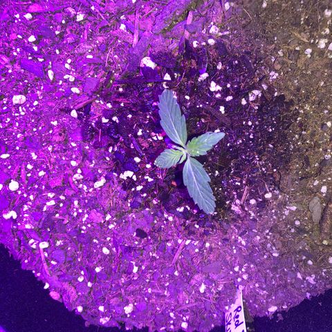Red Super Skunk growlog timeline photo