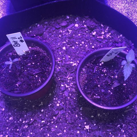 Bay 11 #1 growlog timeline photo