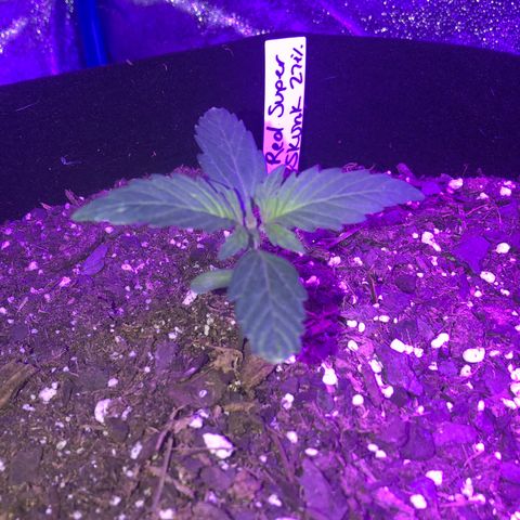 Red Super Skunk growlog timeline photo